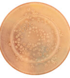 Rondo Dinner plate 28 Canela