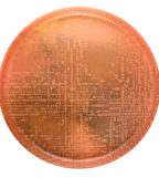 Urban Dinner Plate 28 Clay